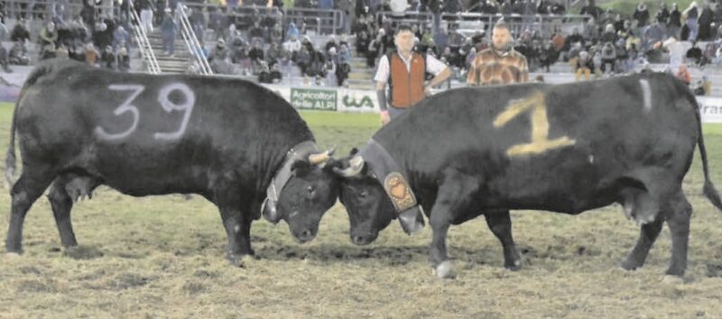 Suisse (a destra con il numero 1) impegnata nella semifinale 2025 contro Bufera dei Frères Arvat