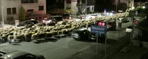 Spettacolare passaggio a Gressan di un gregge di ottocento pecore